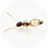 유령개미(1.5~2.0mm)