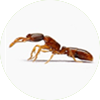 침개미(2.0~2.5mm)