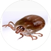 진드기